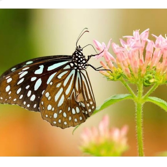 PASDUCHAS Chrysalis Midi Dress by Designed. Made in Australia. Brand New - Picture 11 of 11